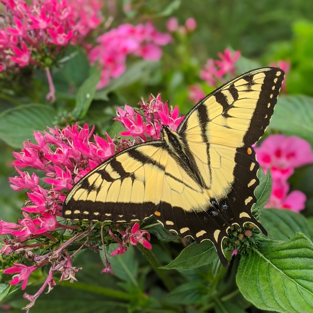 Meet your Posher, Doodles